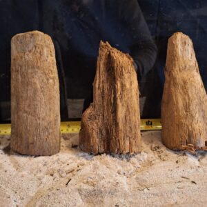 Tuskwood Ancient Stump L (10-20) Mix