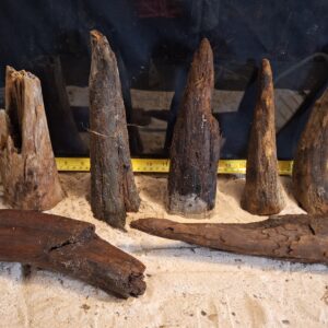 Tuskwood Ancient Stump M (10-20) Mix