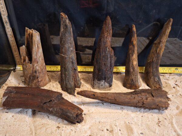 Tuskwood Ancient Stump M (10-20) Mix