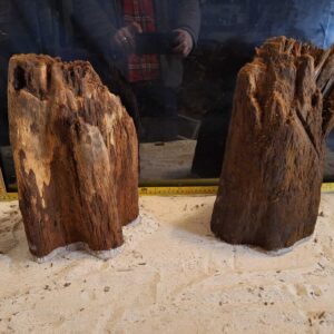 Tuskwood Ancient Stump XL (30-40) Mix