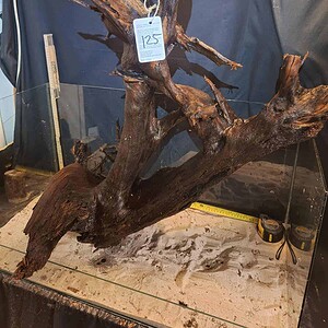 Tuskwood XXL Mega 60cm+ nr125