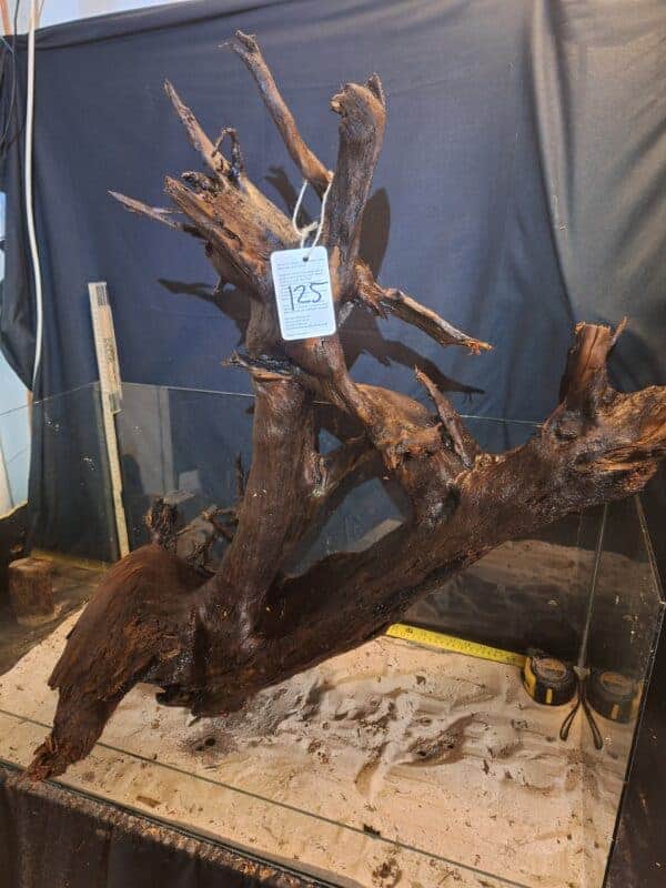 Tuskwood XXL Mega 60cm+ nr125