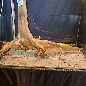 Tuskwood XXL Mega 60cm+ nr128