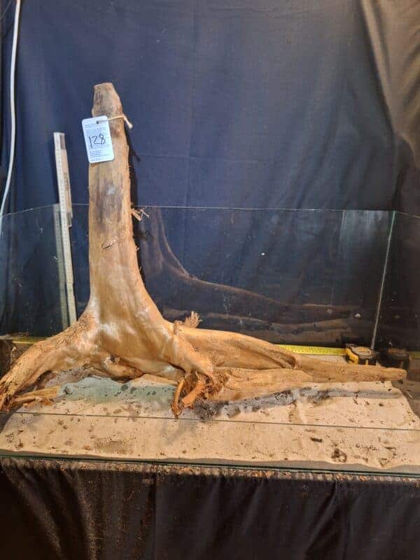 Tuskwood XXL Mega 60cm+ nr128