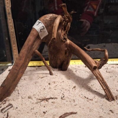 Tuskwood akvaariojuuri aidossa suopuussa