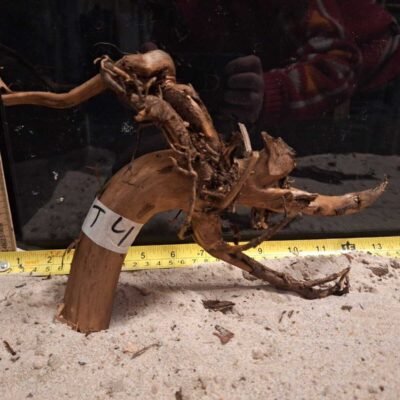 Tuskwood akvaariojuuri aidossa suopuussa