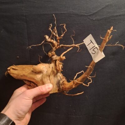 Tuskwood akvaariojuuri aidossa suopuussa