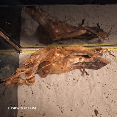 Tuskwood akvaariojuuri aidossa suopuussa