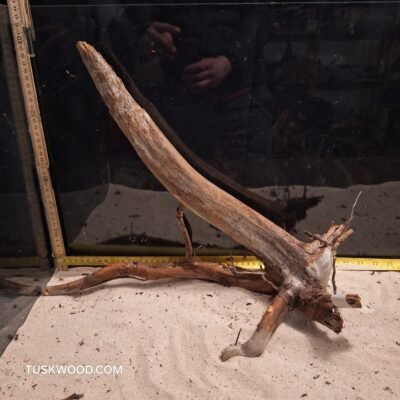 Tuskwood akvarierod i ægte mosetræ
