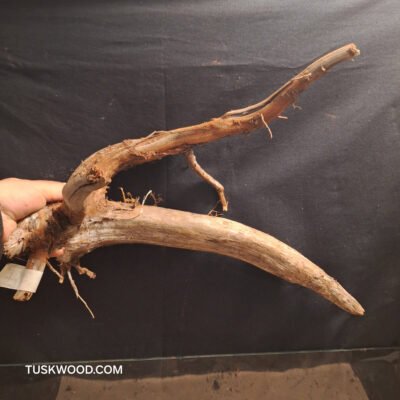 Tuskwood akvarierod i ægte mosetræ