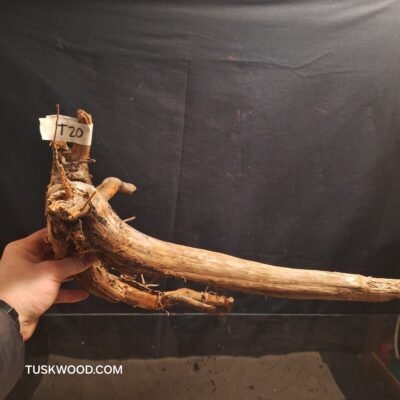 Tuskwood akvarierod i ægte mosetræ