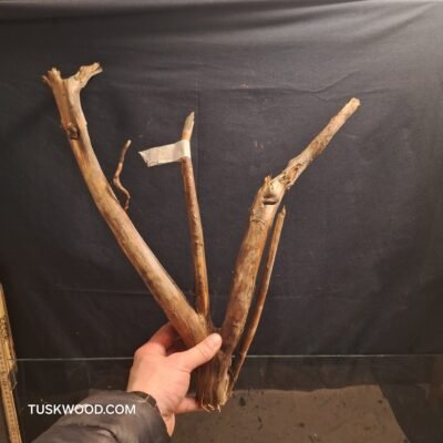 Tuskwood akvaariojuuri aidossa suopuussa