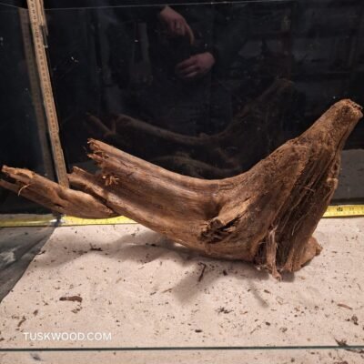 Tuskwood akvaariojuuri aidossa suopuussa
