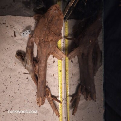 Tuskwood akvaariojuuri aidossa suopuussa