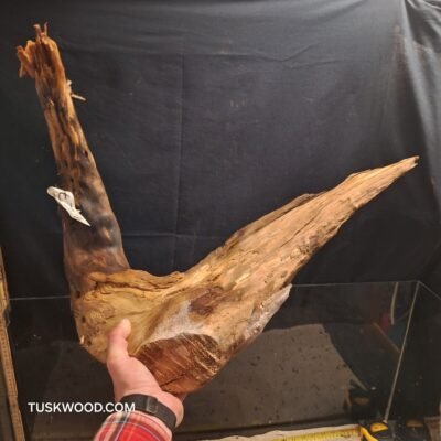 Tuskwood akvaariojuuri aidossa suopuussa