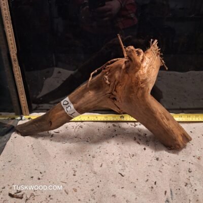Tuskwood aquarium root in real bogwood
