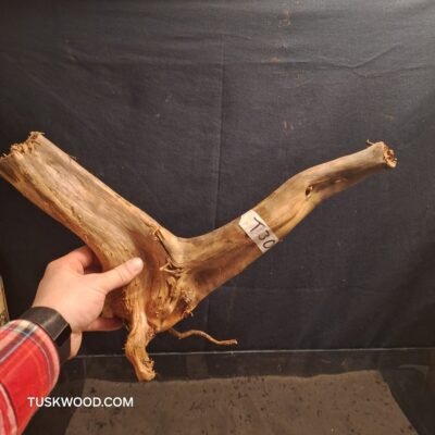 Tuskwood aquarium root in real bogwood