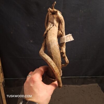 Tuskwood akvarierod i ægte mosetræ
