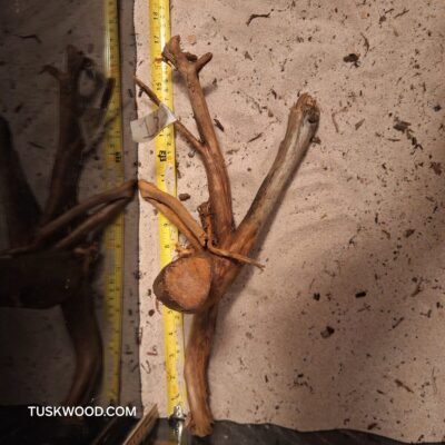 Tuskwood akvarierod i ægte mosetræ
