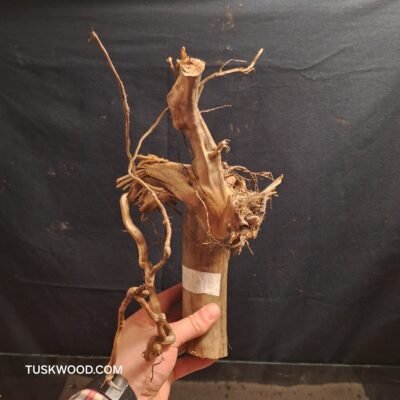 Tuskwood akvarierod i ægte mosetræ