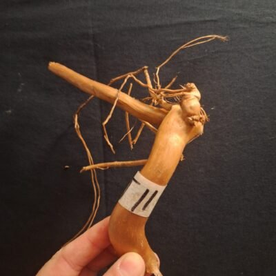 Naturlig äkta bogwood för aquascaping och akvarieinredning.