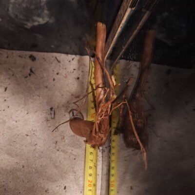Äkta bogwood för aquascaping, perfekt för att skapa naturliga akvarielandskap.