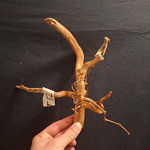 Genuine bogwood for aquarium and aquascaping, natural and unique wood for beautiful aquarium landscapes.