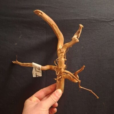 Äkta bogwood för akvarium och aquascaping, naturligt och unikt trä för vackra akvarielandskap.