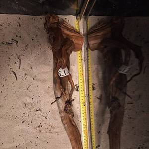 Real bogwood in natural form for aquascaping and aquarium decorations.