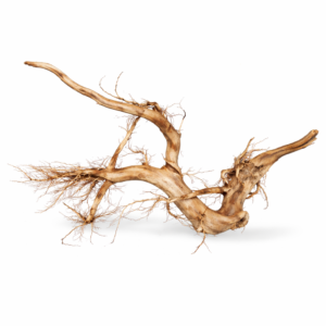 ID19 Tuskwood Branched root 50-70 XXL Special - Äkta Mossträ Akvarierot