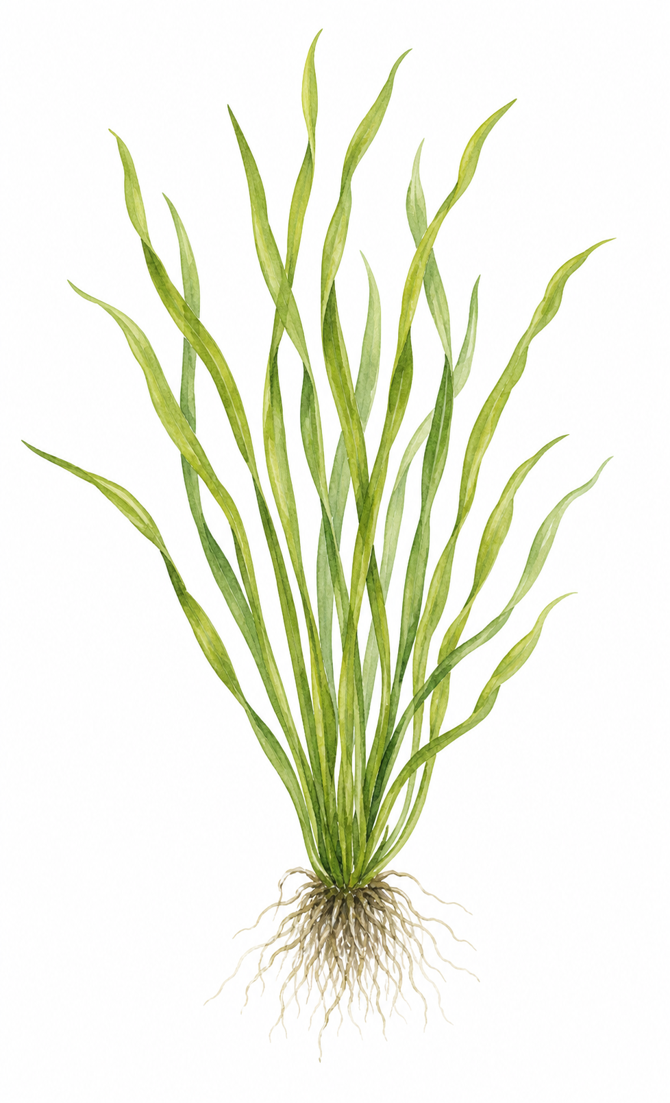 Watercolour illustration of Vallisneria spiralis.