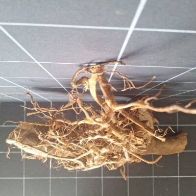 Tuskwood akvarierot äkta bogwood 63 cm P012619 sedd ovanifrån