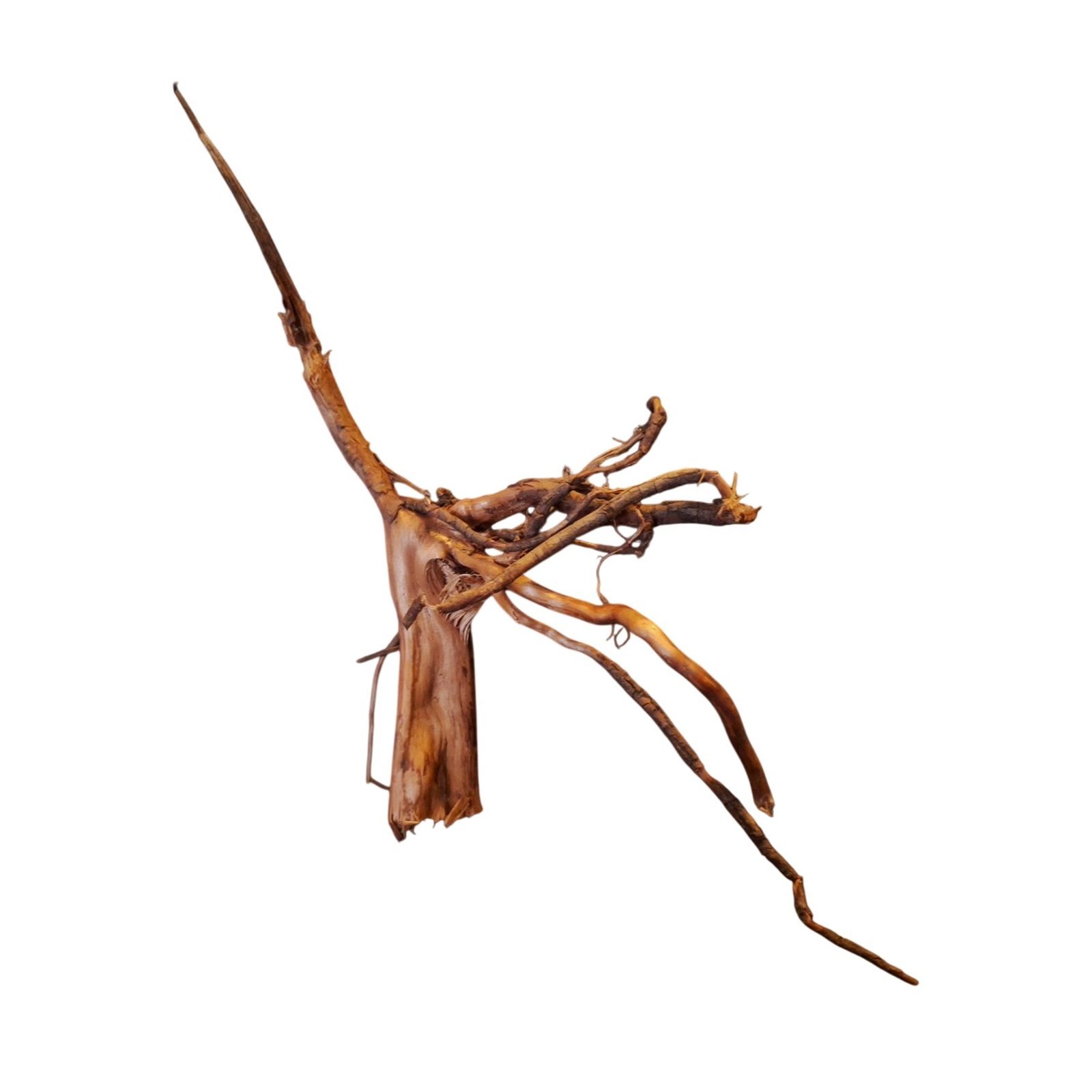 Tuskwood Akvarierot WYSIWYG Äkta Bogwood Unik 15 cm P032621 - Afbeelding 6