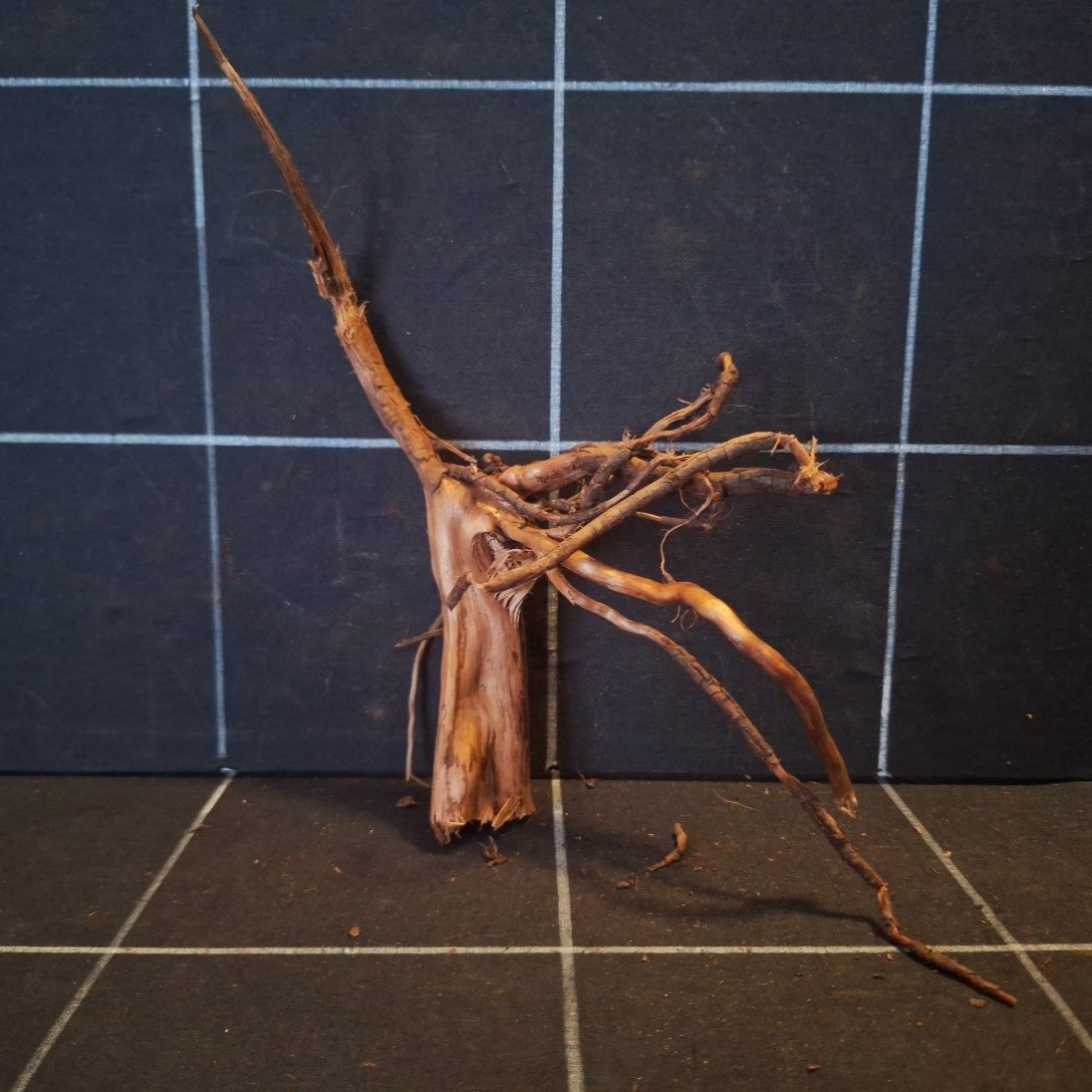 Tuskwood Akvarierot WYSIWYG Äkta Bogwood Unik 15 cm P032621 - Afbeelding 4