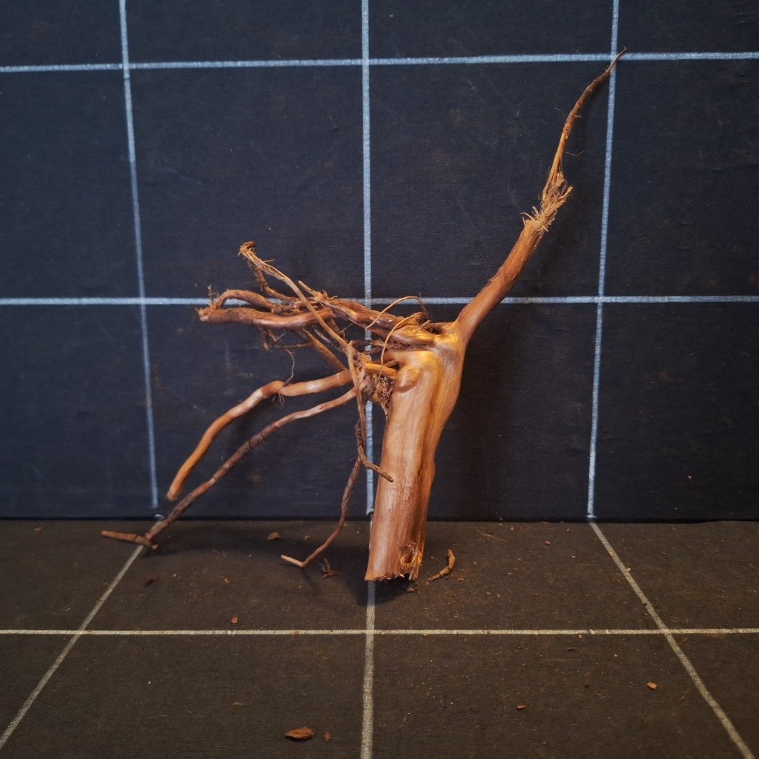 Tuskwood Akvarierot WYSIWYG Äkta Bogwood Unik 15 cm P032621 - Afbeelding 5