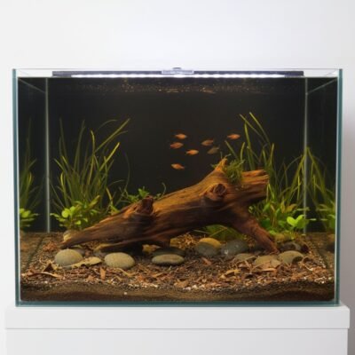 Aquascape-exempel med Tuskwood akvarierot äkta bogwood 57 cm P042619