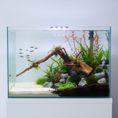 Aquascape-exempel med Tuskwood akvarierot äkta bogwood 50 cm P052619