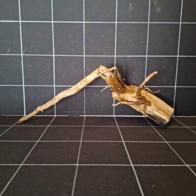 Tuskwood akvarierot äkta bogwood 50 cm P052619 sedd framifrån