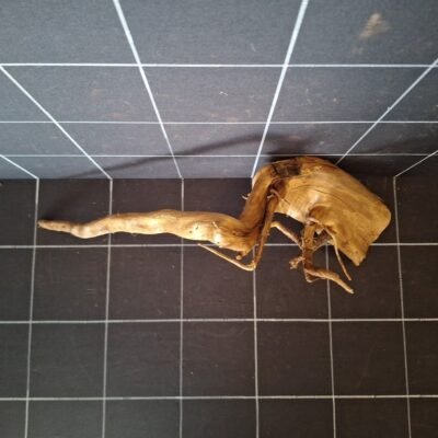 Tuskwood akvarierot äkta bogwood 50 cm P052619 sedd ovanifrån