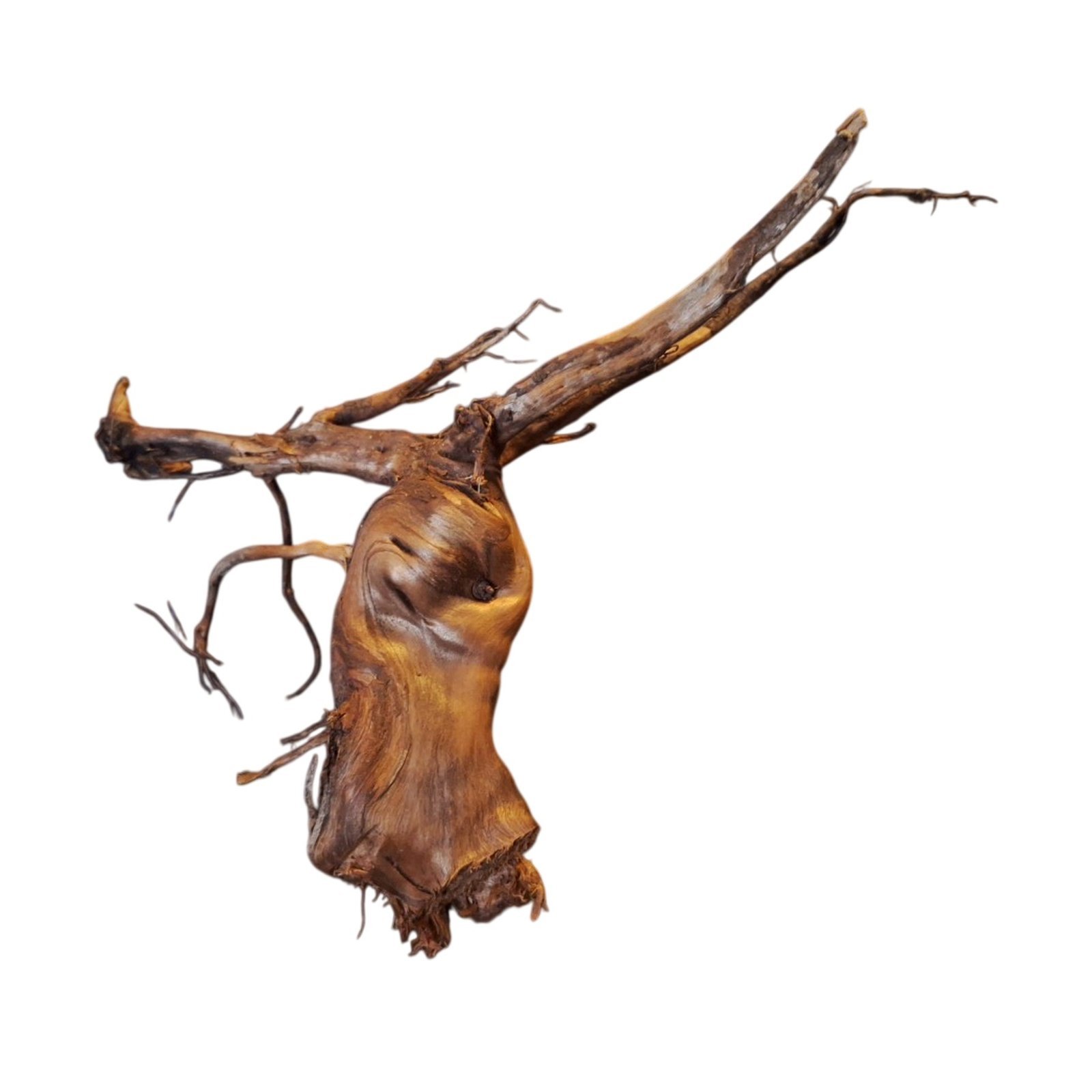 Tuskwood Akvarierot WYSIWYG Äkta Bogwood Unik 23 cm P052621 - obrazek 6