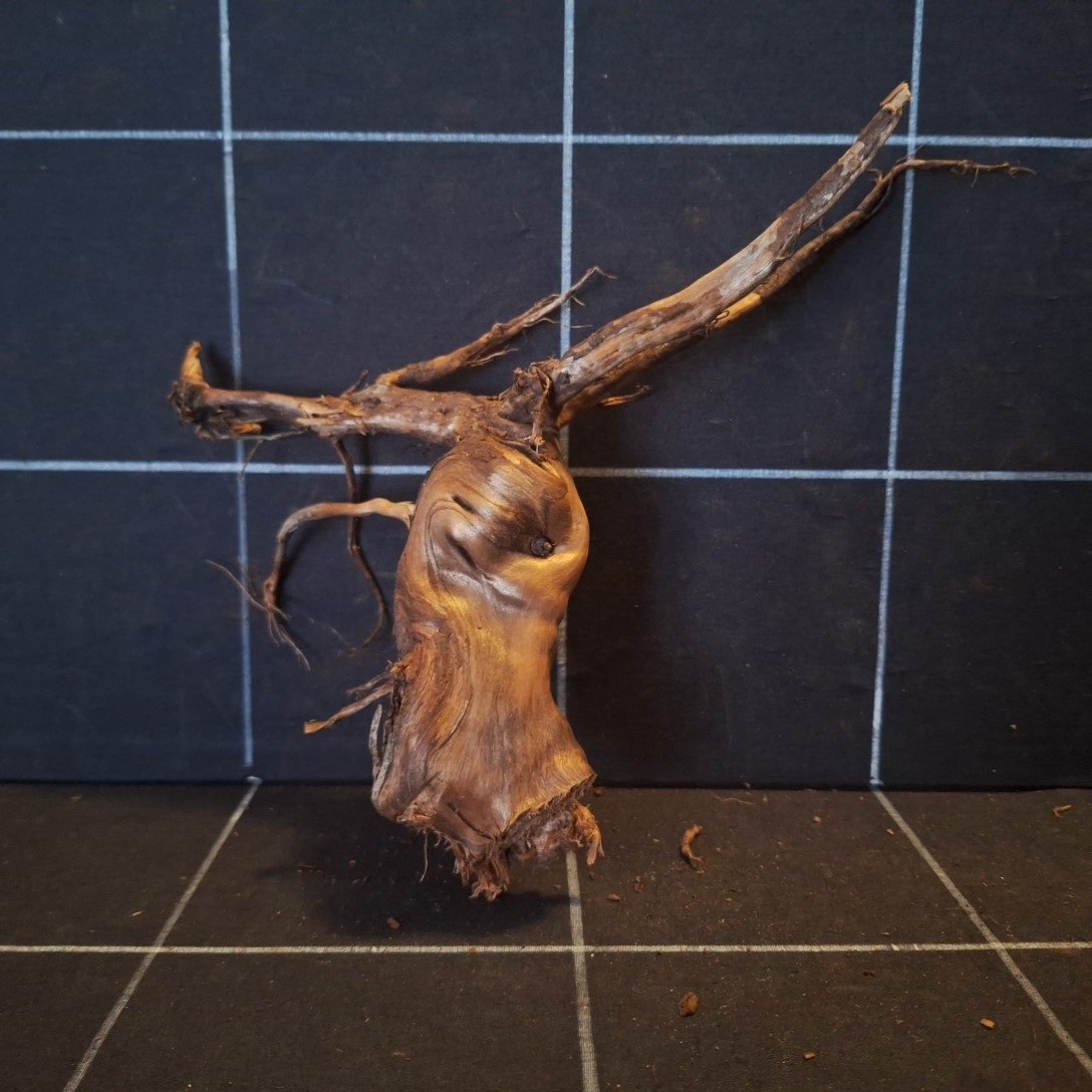 Tuskwood Akvarierot WYSIWYG Äkta Bogwood Unik 23 cm P052621 - obrazek 4