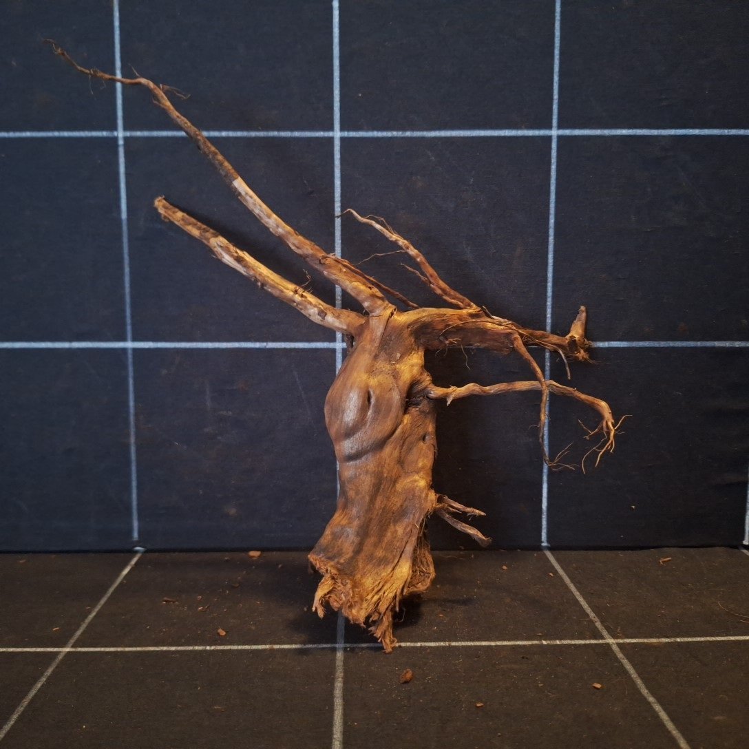 Tuskwood Akvarierot WYSIWYG Äkta Bogwood Unik 23 cm P052621 - obrazek 5