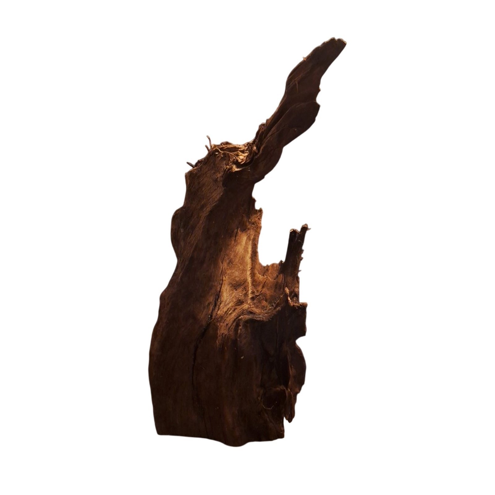 Tuskwood Akvarierot WYSIWYG Äkta Bogwood Unik 48 cm P052622 - obrazek 15