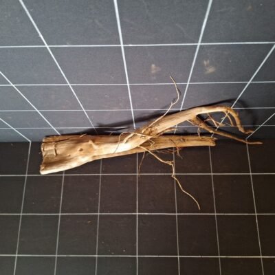 Tuskwood akvarierot äkta bogwood 54 cm P062619 sedd ovanifrån