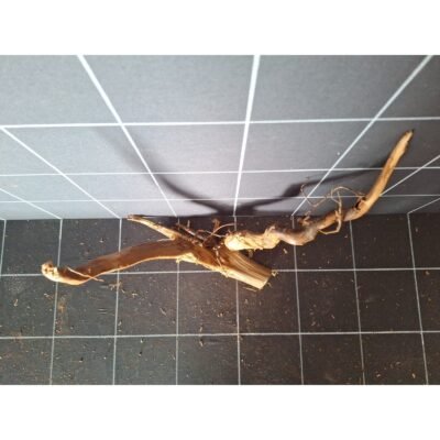 Tuskwood aquariumwortel in echt veenhout, 32 cm, P072618