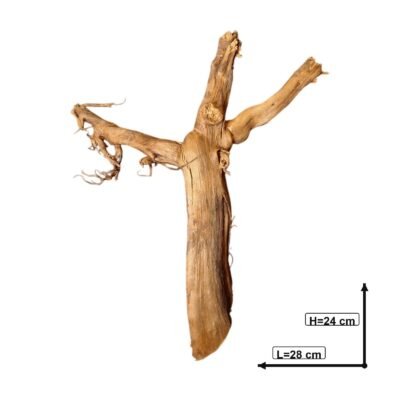 Bemaßtes Bild der Tuskwood Aquariumwurzel aus echtem Moorkienholz 28 cm P072619