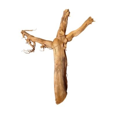 Freigestellte Tuskwood Aquariumwurzel aus echtem Moorkienholz 28 cm P072619 auf weißem Hintergrund
