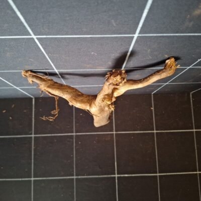 Draufsicht der Tuskwood Moorkienwurzel für das Aquarium 28 cm P072619
