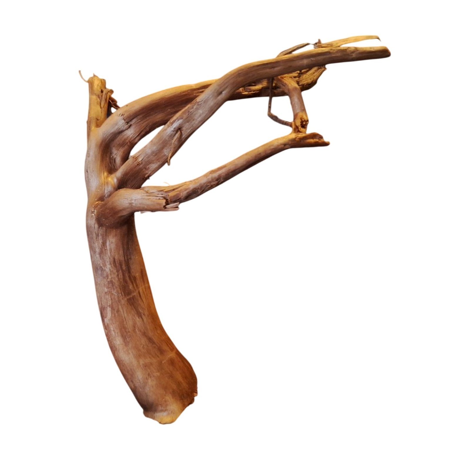 Tuskwood Akvarierot WYSIWYG Äkta Bogwood Unik 17 cm P082621 - obrazek 6