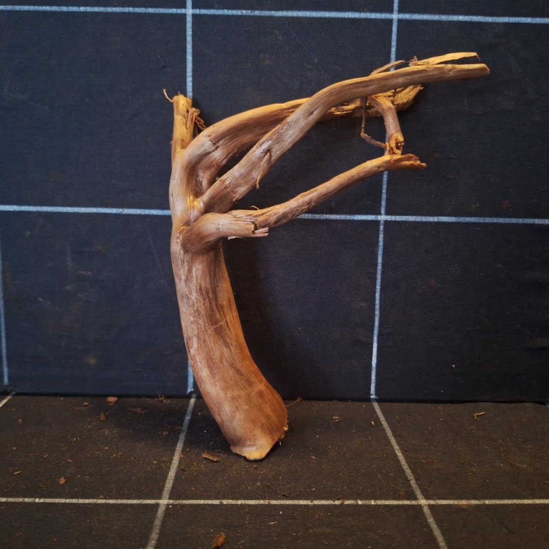 Tuskwood Akvarierot WYSIWYG Äkta Bogwood Unik 17 cm P082621 - obrazek 4